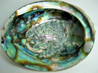 Large Abalone Sea Shell 7 " X 5.  5 " Across
