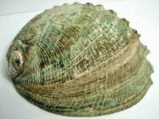 Large Abalone Sea Shell 7 