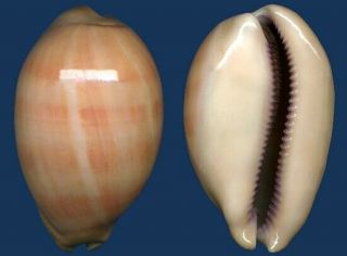 Shell Cypraea Leviathan Titan L Seashell