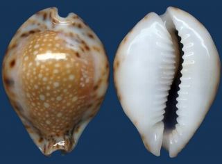 Shell Cypraea Lamarcki Redimita Callous Seashell