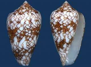 Shell Conus Textile Pyramidalis Seashell