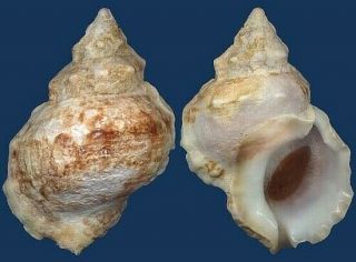 Shell Bursa Ventricosa Seashell