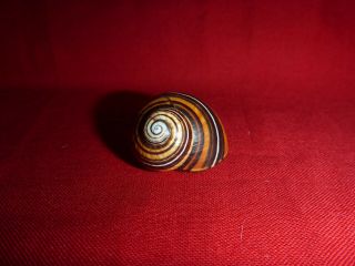 Light & Dark Tri Color Striped Polymita Picta Land Snail Shell Landsnail Mollusk