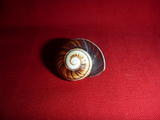 Large Dark Brown Fade Striped Polymita Picta Land Snail Shell Landsnail Mollusk