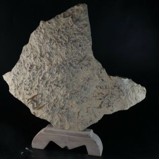 736g Natural Trilobite Fossil Book Specimen S8322
