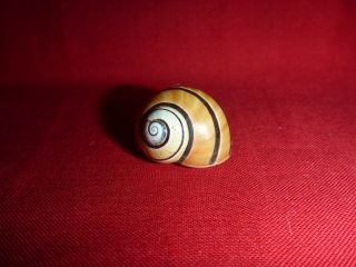 Light Brown Tri Color Striped Polymita Picta Land Snail Shell Landsnail Mollusk