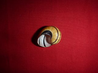 Light Brown Tri Color Striped Polymita Picta Land Snail Shell Landsnail Mollusk 4