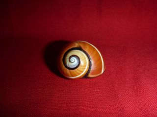Large Brown Fade Color Striped Polymita Picta Land Snail Shell Landsnail Mollusk