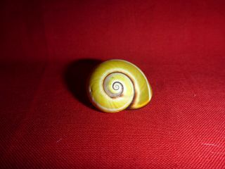 Green Ish Yellow Striped Polymita Picta Land Snail Shell Landsnail Mollusk