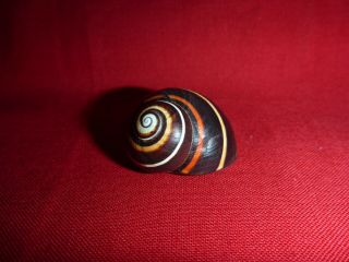 Dark Multi Colored Striped Polymita Picta Land Snail Shell Landsnail Mollusk