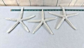 3 White Finger Starfish Star Fish Seashell 10 " Craft Wedding Beach House Decor