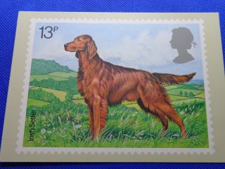 Postcard,  British Dog (irish Setter) 1979,