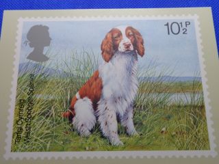 Postcard,  British Dog (welsh Springer Spaniel) 1979,