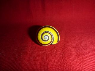 Yellow White Tri Color Striped Polymita Picta Land Snail Shell Landsnail Mollusk