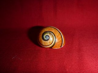 Orange White Tri Color Striped Polymita Picta Land Snail Shell Landsnail Mollusk