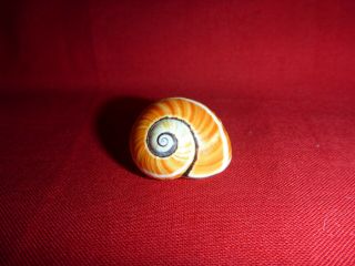 Orange White Striped Polymita Picta Land Snail Shell Landsnail Mollusk