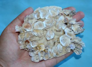 Barnacle Oyster Sand Dollar Sea Shell Florida Sanddollars - Ugliest Sand Dollar