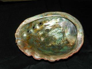 Old Abalone Iridescent Mother of Pearl Sea Shell 9 