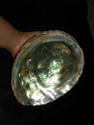 Old Abalone Iridescent Mother of Pearl Sea Shell 9 