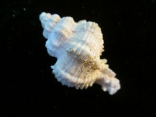 Murex Conatus 52 Mm Large Very Pretty Color And Shape Esperance In Deep Water