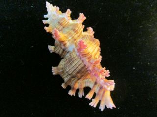 Murex Saulii 97 Mm W/o Fantastic Pink Fronds On Brown Shell