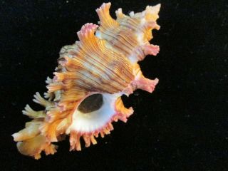Murex saulii 97 mm w/o FANTASTIC PINK FRONDS ON BROWN SHELL 2