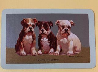 Playing Swap Cards = 1 Single Vintage English Bulldog Dogs Young England