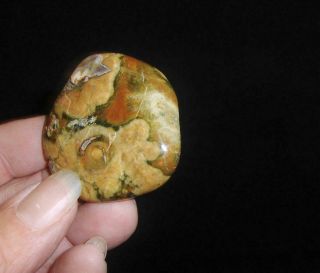 Carols: Rainforest Rhyolite (5) Worry Stone Crystal Healing Australia 89n