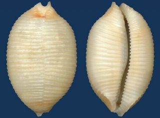 Shell Cypraea Childreni Seashell