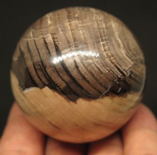 50mm 5.  9oz Natural Petrified Wood Crystal Sphere Ball