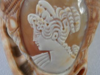 Helmet Conch Shell Cameo Hand Carved Portrait Woman Roman Goddess Italy 2