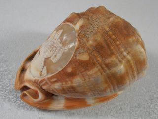 Helmet Conch Shell Cameo Hand Carved Portrait Woman Roman Goddess Italy 3
