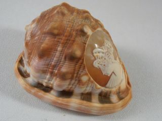 Helmet Conch Shell Cameo Hand Carved Portrait Woman Roman Goddess Italy 4