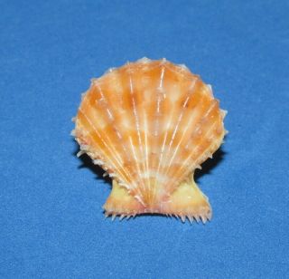 Seashells Mirapecten Rastellum,  Shells Pec4331