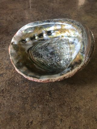 Large Red Abalone Mother Of Pearl Sea Shell