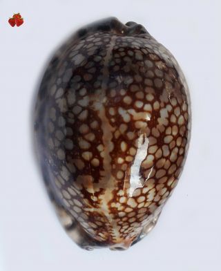Cypraea Maculifera Ohau,  Hawaii 70,  7 Mm Gem
