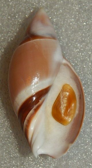 Seashell Amalda Rubiginosa 59.  3mm W/o