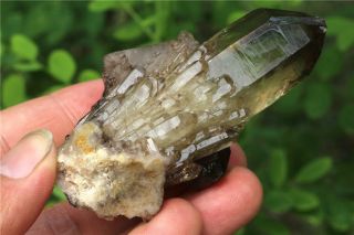 109g NATURALTibetan skeletal smoky Quartz Crystal Cluster POINT mineral Specimen 3