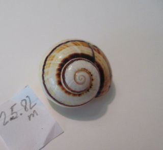 Polymita Spectacular Shell 25.  82 Mm Rare Beauty ^