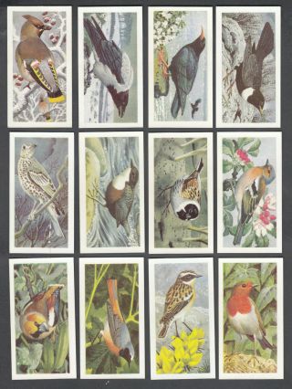 1960 ' S BROOKE BOND TEA CARD WILD BIRDS IN BRITAIN FULL SET 50/50 2