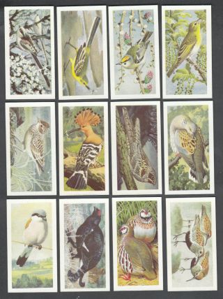 1960 ' S BROOKE BOND TEA CARD WILD BIRDS IN BRITAIN FULL SET 50/50 4