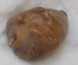 Shell Cypraea (barycypraea) Caputviperae 40.  1mm