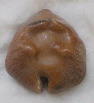 SHELL Cypraea (Barycypraea) caputviperae 40.  1mm 3