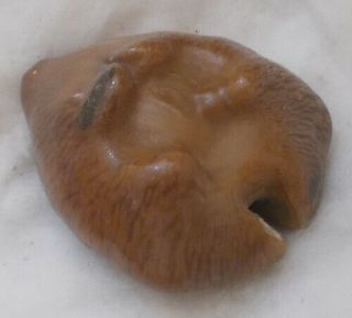 SHELL Cypraea (Barycypraea) caputviperae 40.  1mm 4
