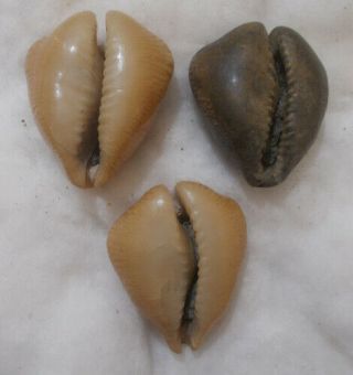 SHELL Cypraea (Barycypraea) caputviperae Small at 31.  2 - 33.  9mm 2