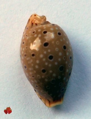 Cypraea beckii Sulawesi 14 mm GEM PATTERN 2