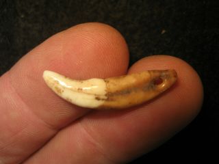 Rare Arizona Anasazi K9 Tooth Bead,  Prehistoric American Indian Artifact,  A2