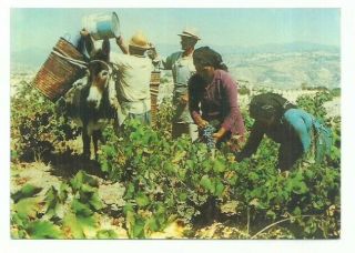 Cyprus Post Card Grape Harvesting