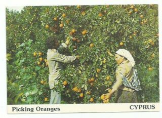 Cyprus Post Card Picking Oranges