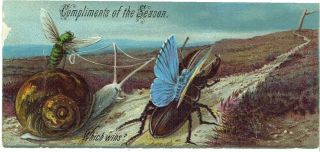 Victorian Christmas Card Anthropomorhic Fly Riding Snail Butterfly On Beetle